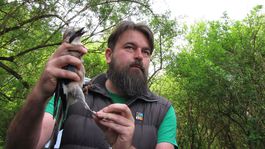 Netypická jar zmenila vtáčí svet