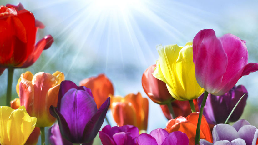 jar, máj, kvety, tulipány