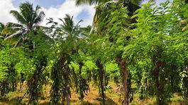 Vanilka nad striebro a drahšie nanuky