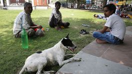 Svorky túlavých psov zabili v Indii za týždeň šesť detí