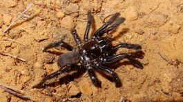 V Austrálii zahynul najstarší známy pavúk