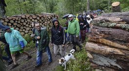 Poľsko zastavilo výrub v chránenom Bielovežskom pralese