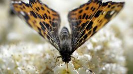 Ochranári: Možno sme posledná generácia, ktorá môže zvrátiť trend neprajný k prírode