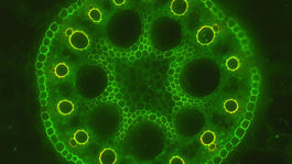 S očistením toxických území môžu pomôcť rastliny