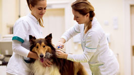 Čipovanie psa najviac za 10 eur?