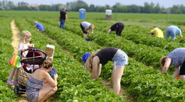Jahodové plantáže lákajú