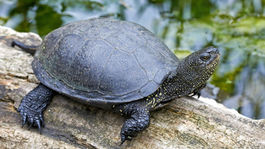Zavodnili Tajbu, aby mohli korytnačky zazimovať