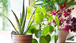 Česi zistili, ako sa mení energia pri fotosyntéze