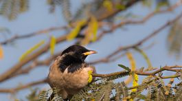 Ornitológovia spozorovali stepné vtáky, prilietajú raz za pár desaťročí