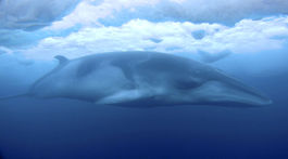 Japonsko ulovilo v antarktických vodách 333 veľrýb, z toho 122 gravidných