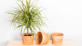 Izbové rastliny odporúča i vesmírna agentúra