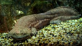 Veľmlok čínsky z prírody vymizol