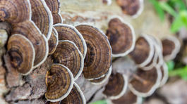 Plesne a ich vplyv na ľudské zdravie pohľadom čínskej medicíny