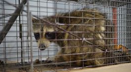 Medvedík čistotný vyliezol na 23. poschodie, fascinoval médiá aj internet