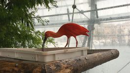 Janov, Taliansko, La Biosfera, ibis, tropický vták