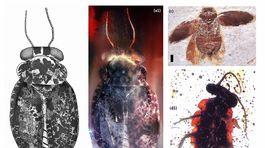 Ako vyzeral najstarší maskovaný šváb?