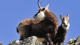 Sčítanie ukáže, ako zima uškodila kamzíkom