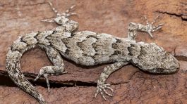 Vedci vďaka DNA rozpoznali nové druhy jašterov