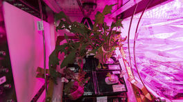 Ako si budú kozmonauti vo vesmíre pestovať zeleninu?