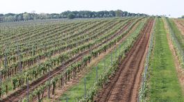Vinohrady ako obraz krajiny
