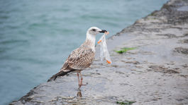 V telách morských vtákov nachádzajú stovky kúskov plastov