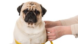 Obézne psy sú ako tuční ľudia