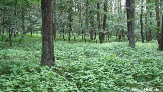 Impatiens parviflora