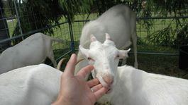 Náš tip: Ako sa dojí krava? Akú srsť má koník a ovečka? Zistite na chovateľskom dni