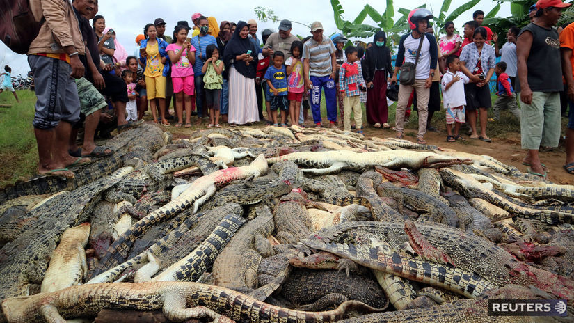 indonézia, krokodíl, masaker