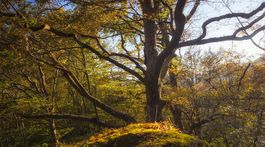 Správa Národného parku Poloniny realizuje ďalší cezhraničný projekt