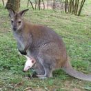 Zoofarma Nový Zéland