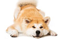 Psom sa vyvinuli svaly okolo očí na zaujatie ľudí