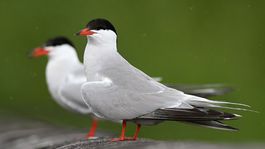 Na Oravskej priehrade vrcholí hniezdna sezóna