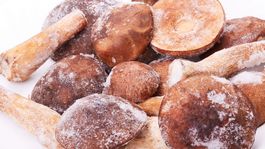 Tipy, triky, nápady: Správne mrazenie húb