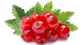 Červené ríbezle zjemníme najlepšie medom