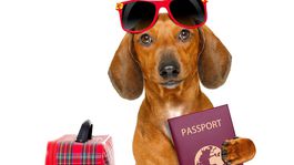 Pes si za letu otvoril batožinový priestor lietadla