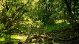 V spore o pozemky pod Pečnianskym lesom opäť rozhoduje okresný súd