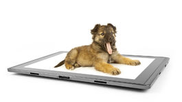 Domáci miláčikovia pod dozorom. Vďaka aplikáciám