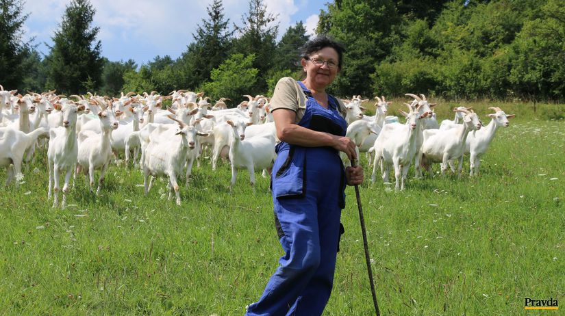 PD Mestečko, farma, kozy, Alena Hedlíková