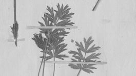 Unikátne rastlinné klenoty zasadené v Zelenej sieni Thurzovho domu