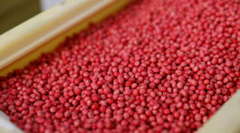 Čo je dobré vedieť o geneticky modifikovaných potravinách z GMO