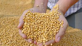 Na obchodnej vojne Číny a USA chce zarobiť Rusko, dodá Číňanom sóju