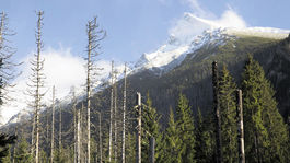 Lesník Svoboda: Na holoruboch viac tratíme, ako zarobíme