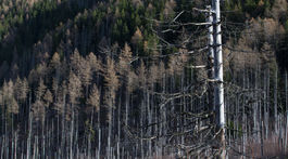 Lykožrútová kalamita sa radikálne zhoršuje, varujú lesníci