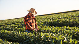 Americká sója z GMO prúdi do EÚ