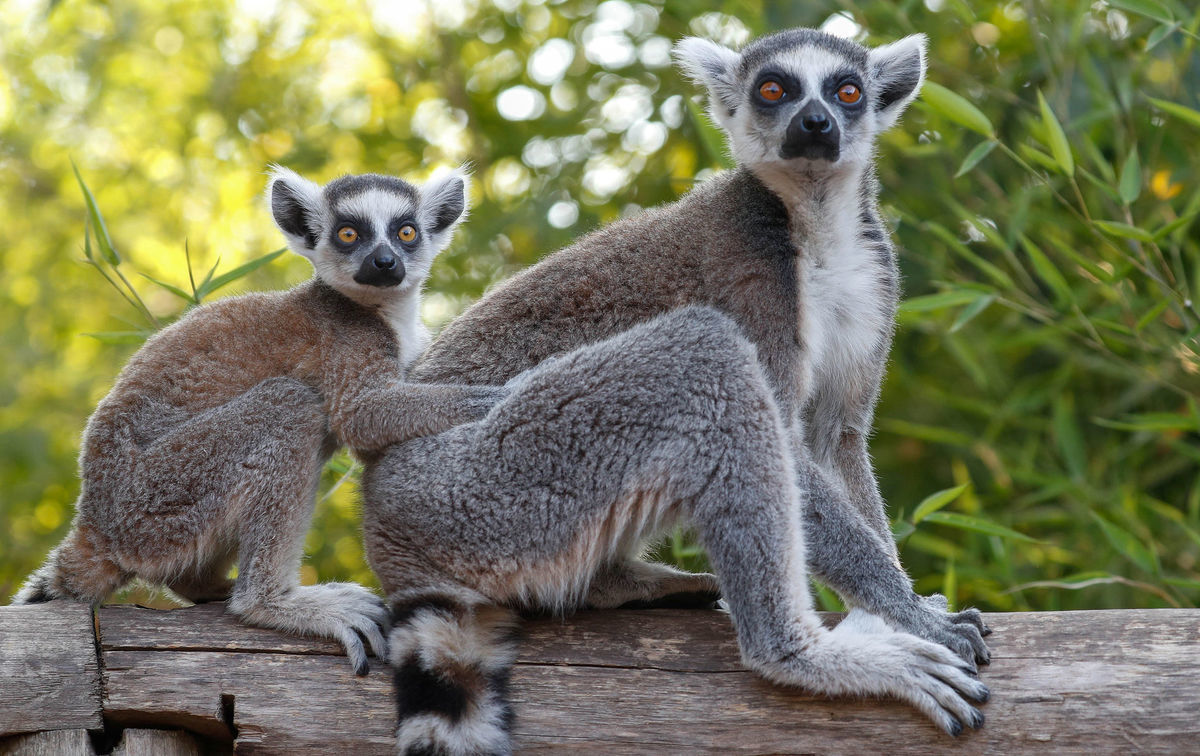 Existuje 111 známych druhov a poddruhov lemura,...