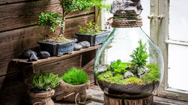 Vytvorte si minizáhradu v pohári