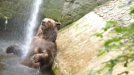 Pre horúčavy urobili opatrenia aj v bratislavskej ZOO