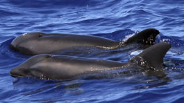 Vedci identifikovali kríženca veľryby a delfína - velfína
