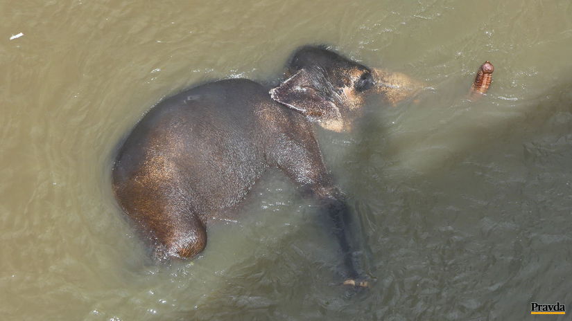 slon rieka Pinnawala Srí Lanka